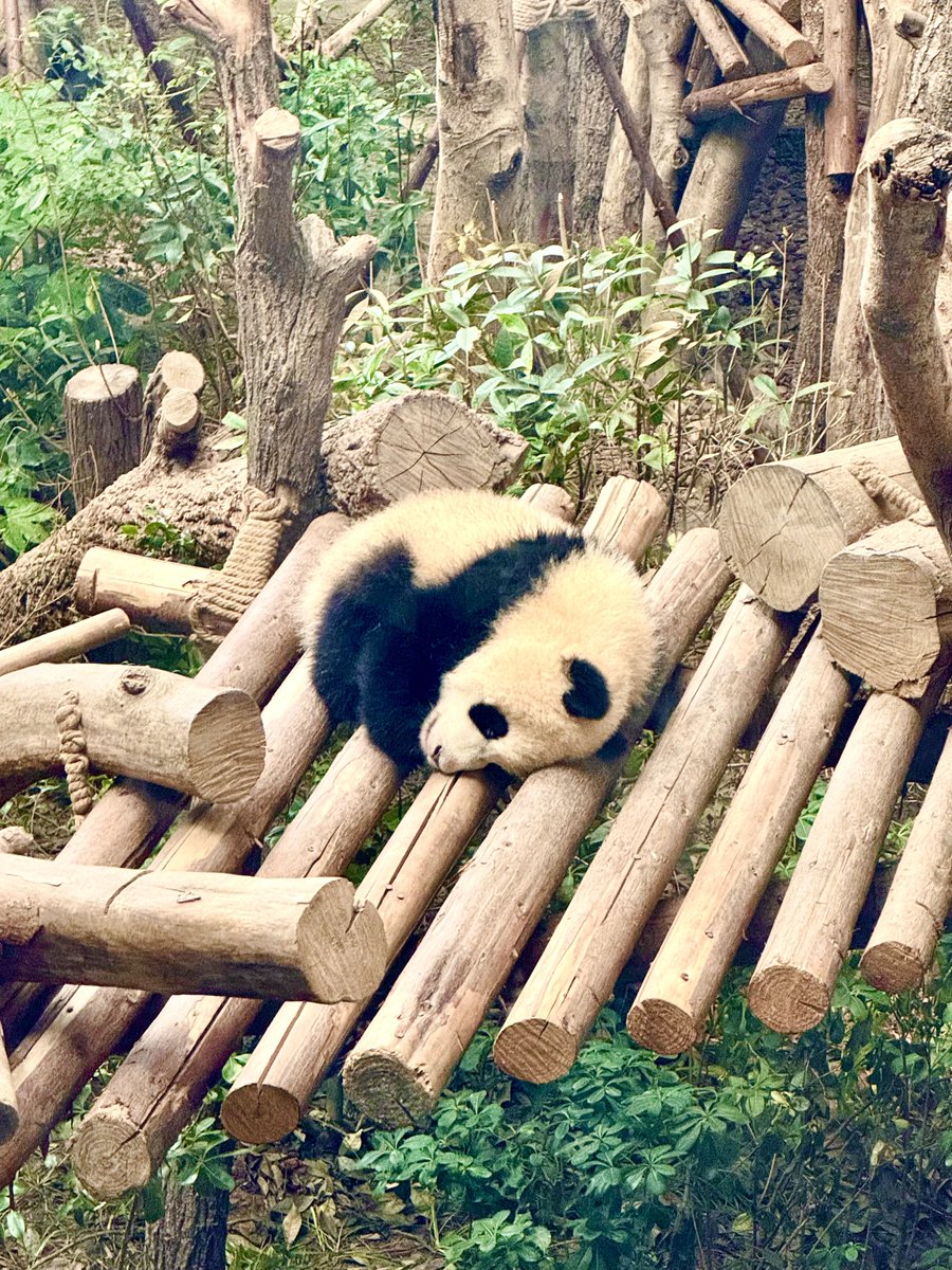 tenno_onnet's tweet photo. 四川省成都のパンダ繁育研究基地に来た
🐼豆大福とおにぎり🍙 https://t.co/6zzYwrODM6