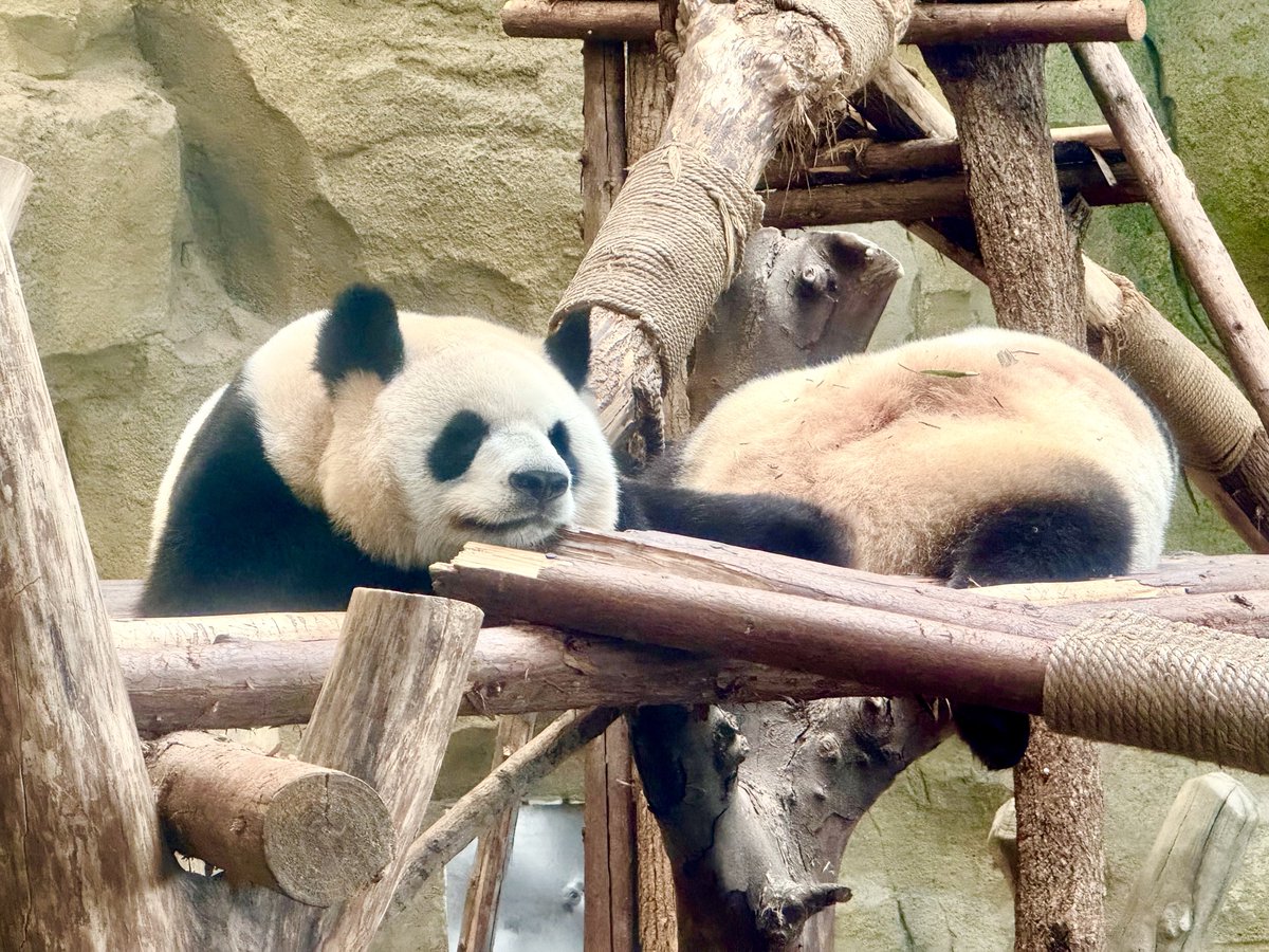 tenno_onnet's tweet photo. 四川省成都のパンダ繁育研究基地に来た
🐼豆大福とおにぎり🍙 https://t.co/6zzYwrODM6