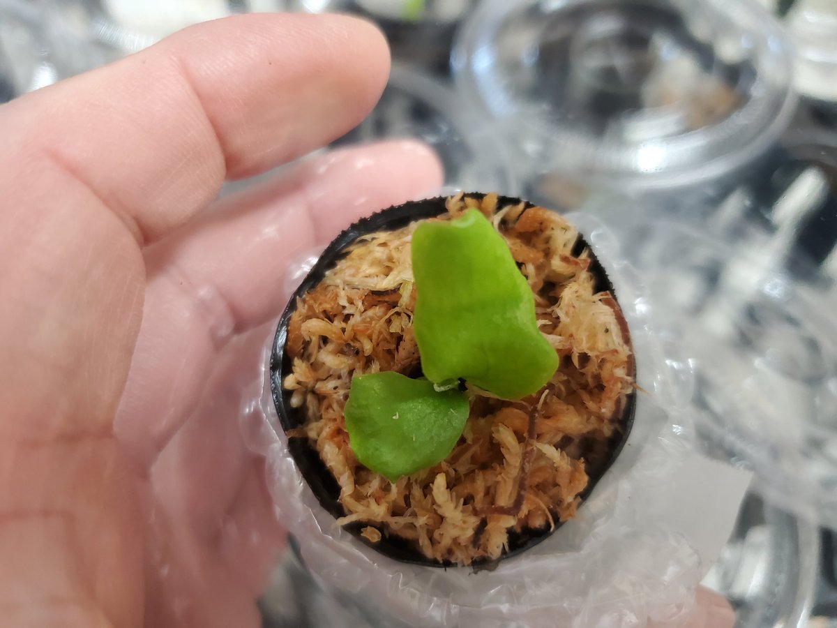 NatureDept's tweet photo. あ、1年ぶりにビカクシダの幼苗出します🍀

レア品種も自家繁殖なのでお得にGET❗❗
昨年は一瞬で売り切れましたが、それもまた出会い···
自然探索部のブースにてお待ちしております🙇

今年はSB、ロコマケ、アクバスの3回のみ持っていきます🙋
品種はのちほど···

@lbjkhomac https://t.co/wu4bHv9sGF