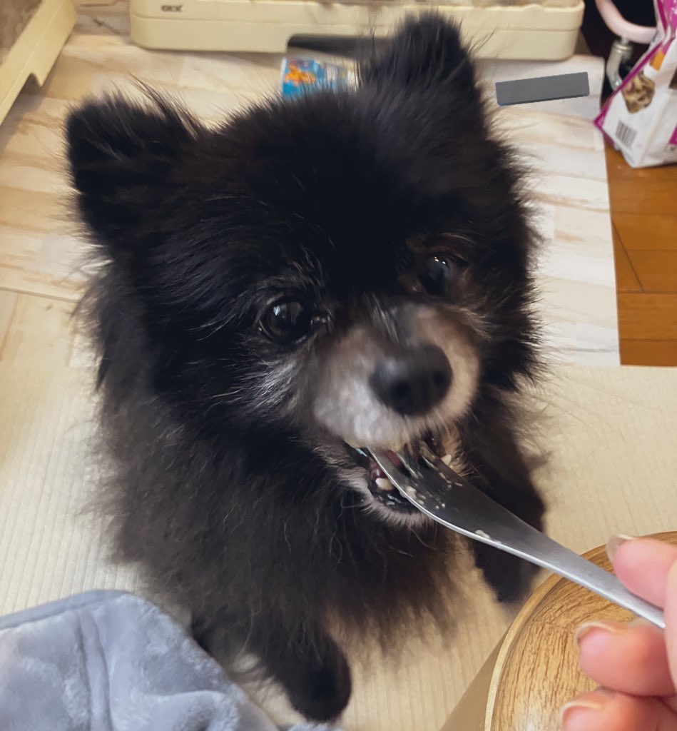 2rabbit3pompom's tweet photo. バナナ食べる時のキラキラおめめ✨
おいしいねえ、おいしいねえ🥰 https://t.co/XKQh5RIazy