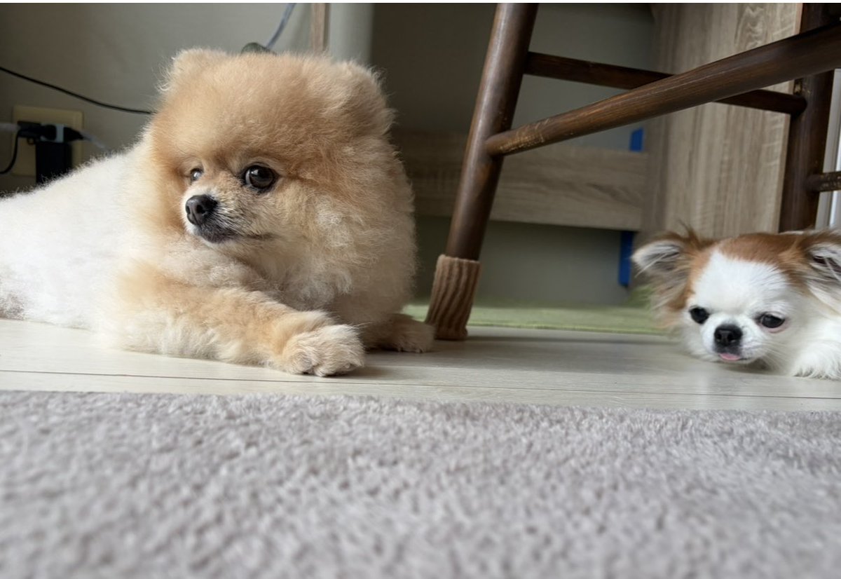 LINE60744338's tweet photo. 兄🐶が好きすぎてだんだん近づく妹🐶
切ない…🥺 https://t.co/3mctDSL2jB