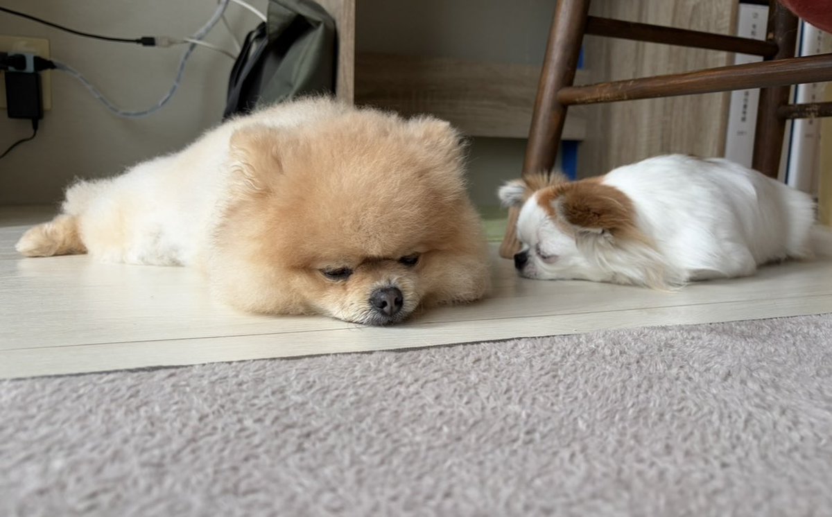 LINE60744338's tweet photo. 兄🐶が好きすぎてだんだん近づく妹🐶
切ない…🥺 https://t.co/3mctDSL2jB