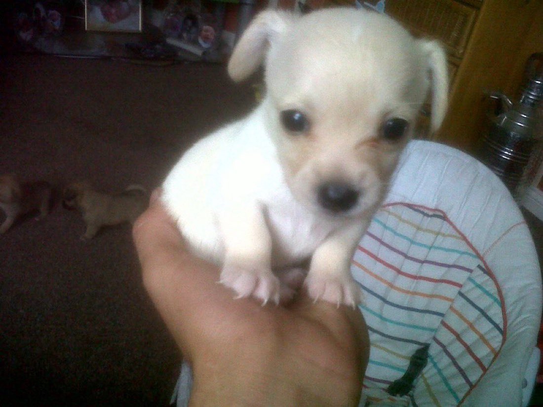 basicallyabush's tweet photo. His name is Peabody the death bringer https://t.co/Vek5pE1BTL
