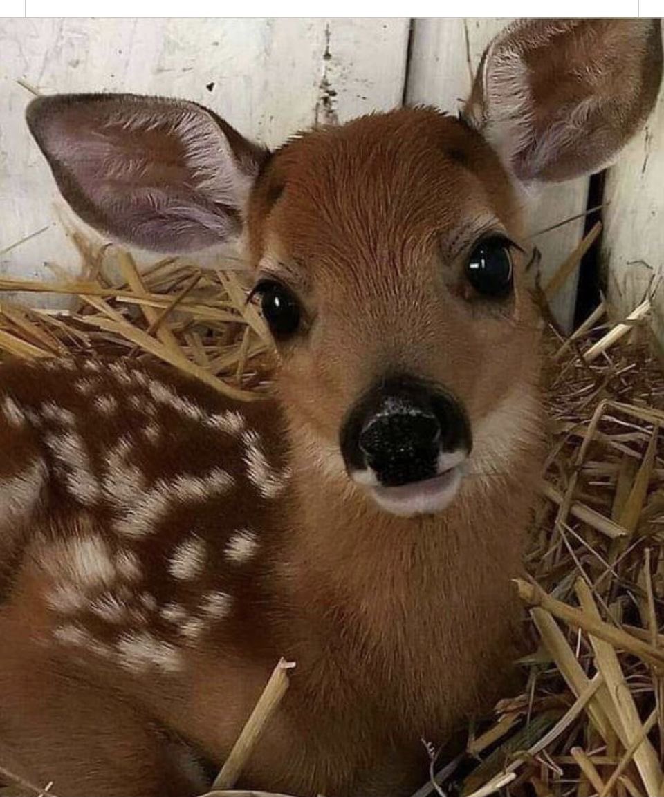 eomdolli's tweet photo. boy why are you so deer https://t.co/1N6t414H3q