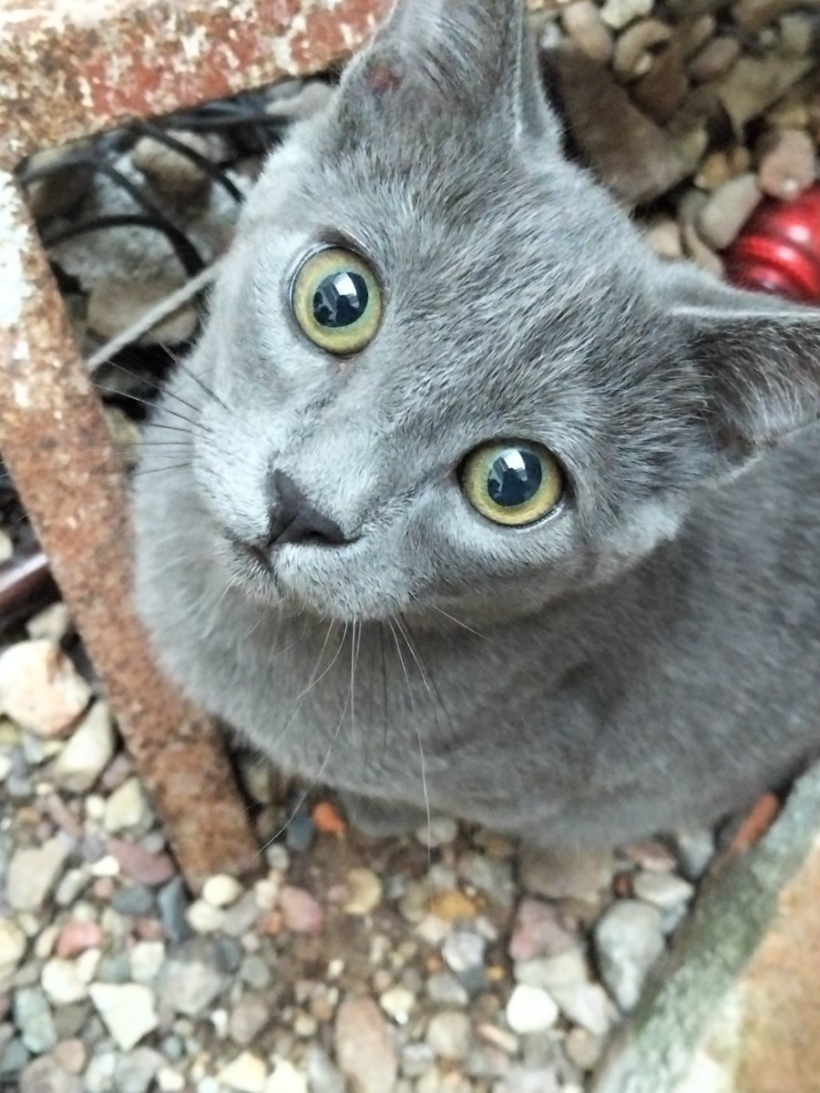 yk7710271's tweet photo. FUCKK I JUST NOTICEF I MISSPELLED THE TAGS IM SO DONE IM NOT EVEN GONNA FIX IT take a look at my kitty https://t.co/WJZKxdosFP