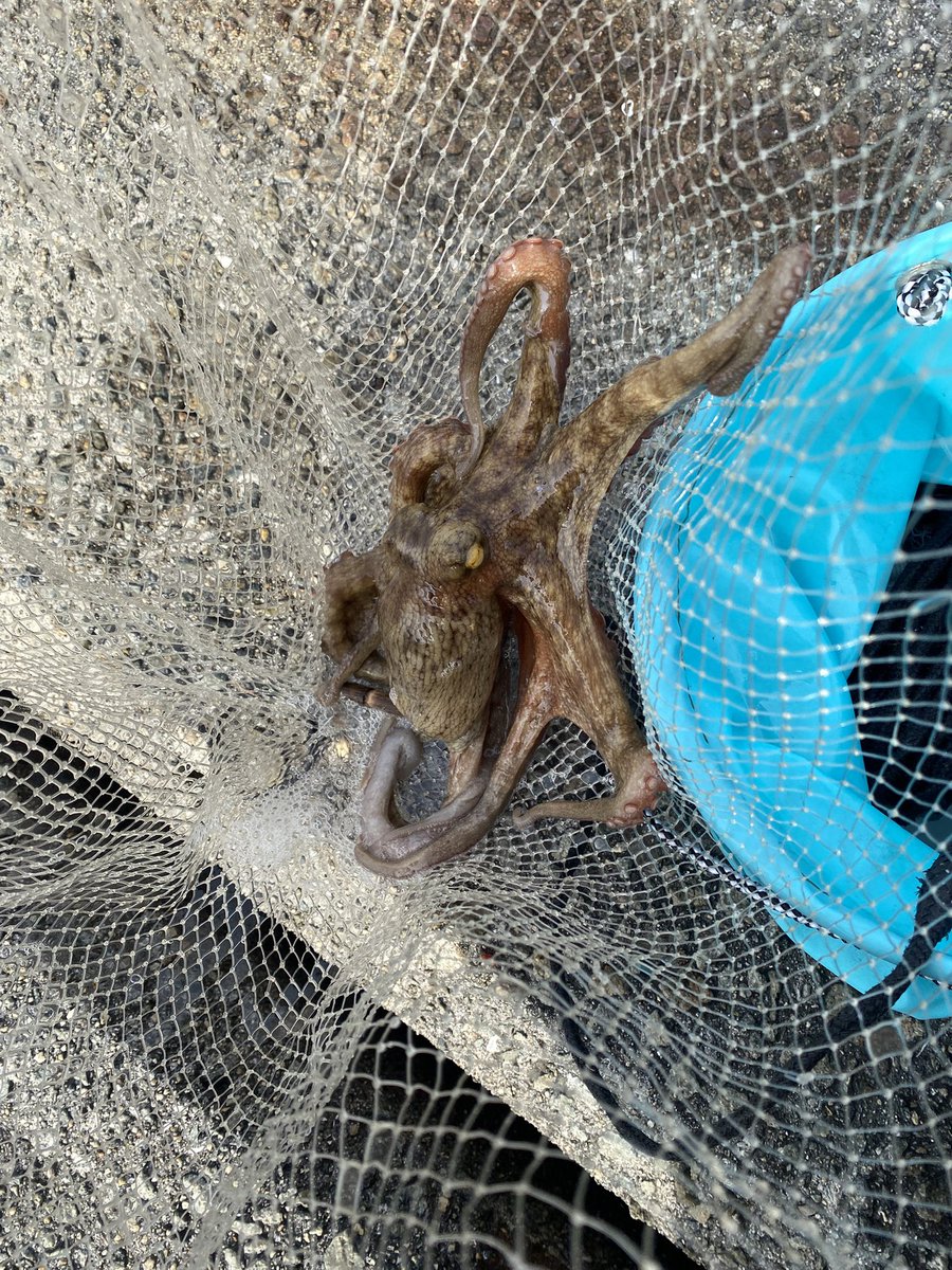 hrmpapa's tweet photo. 今日は500gまでを11杯🐙
今夜は天ぷら、茹で蛸、蛸飯で🍺
朝一、チヌはめちゃくちゃ浮いてました https://t.co/tG4IERQSTC