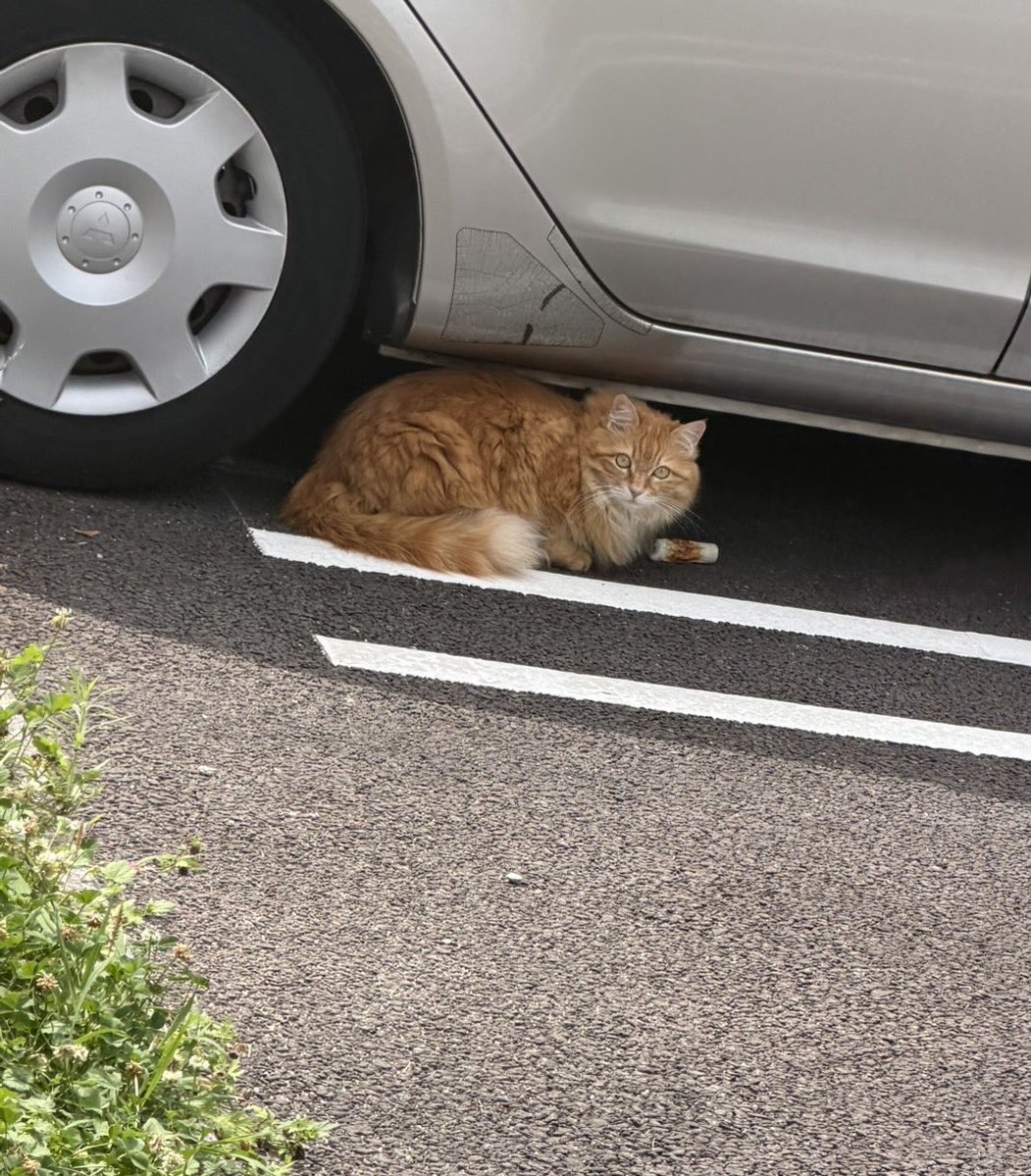 kamkam__lemon's tweet photo. 友達から奇跡の1枚が送られてきて、朝から幸せな気分になった https://t.co/us6qiTgnpS