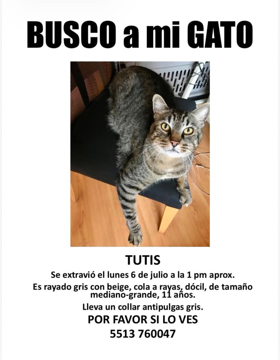 _PatriciaAnaya's tweet photo. #SOS #CDMX Centro de #Tlalpan #Gato #Tutis #Perdido POR FAVOR RT ¡¡HASTA ENCONTRARLO!! GRACIAS!! 

@tlalpanpet @TlalpanVecinos @IsabelJunco https://t.co/HiJciYz47B