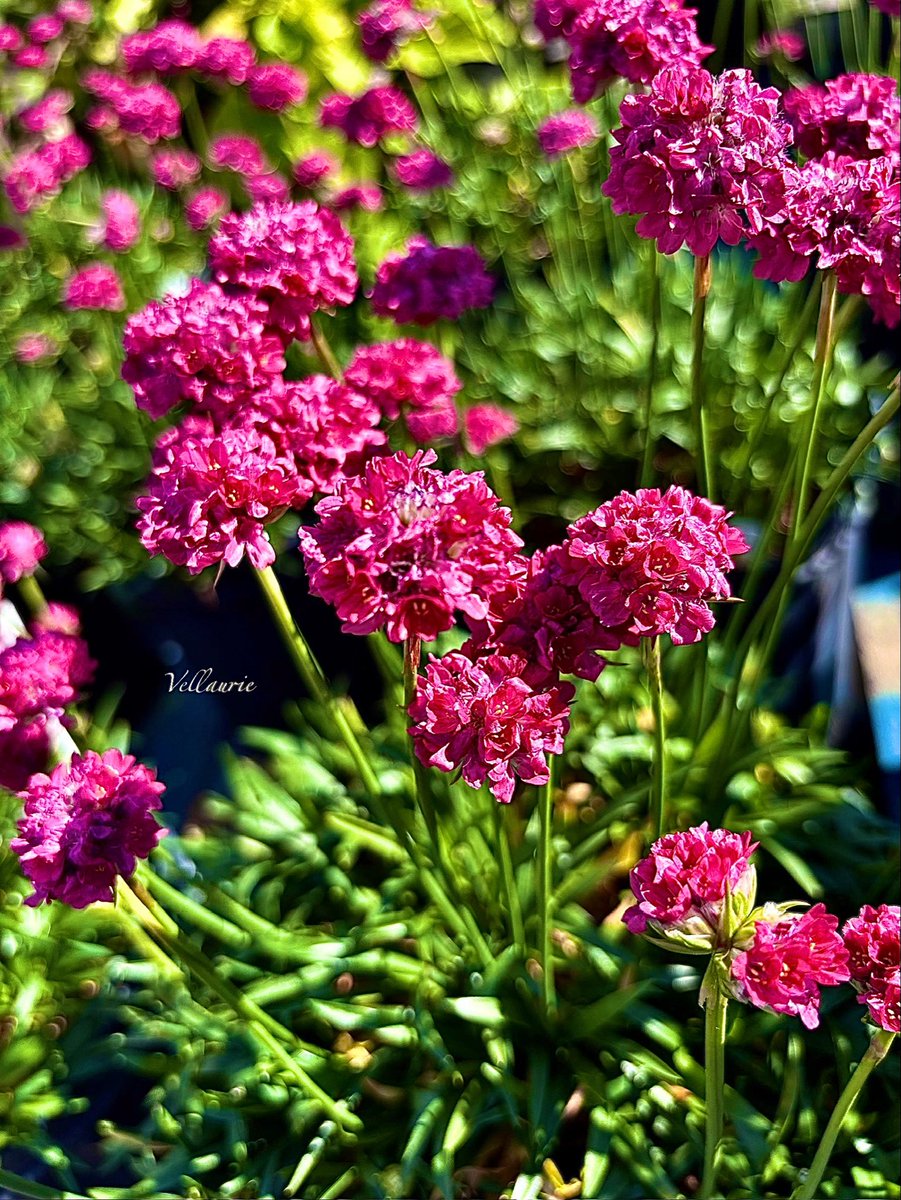VijayEllaurie's tweet photo. Good evening 🕊️ #TinyFlowerTuesday #ThriftTuesday https://t.co/y03jO7nZjd