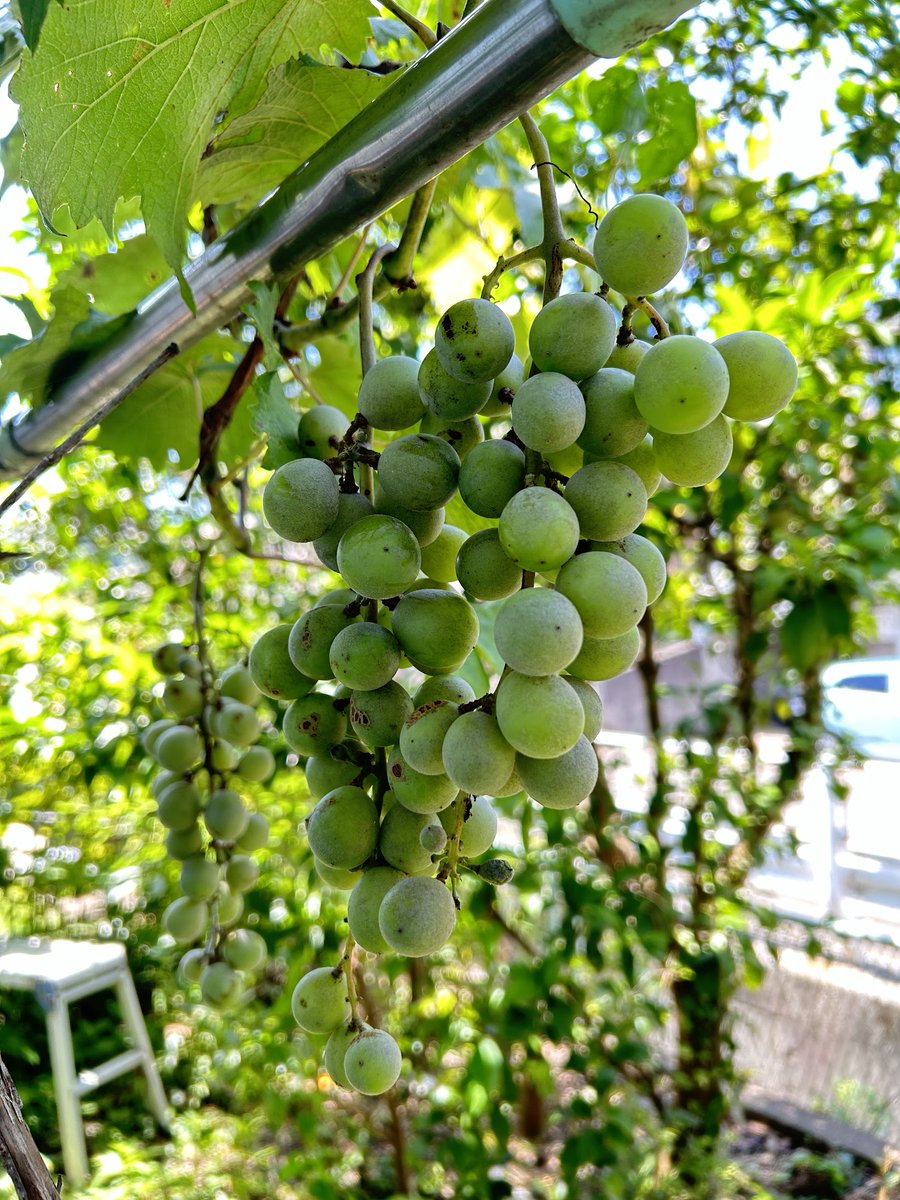 qk_k's tweet photo. 今年のブドウは雨が多かったせいかデカい！
（見た目はシャインマスカット風だけど、激しくすっぱいです😵‍💫） https://t.co/fVBy96L78t