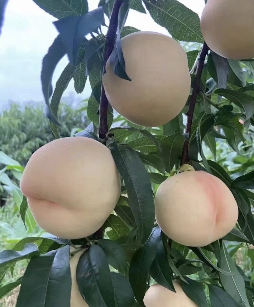 srbth43246427's tweet photo. 🍑白桃好き必見キャンペーン🍑
『日本産🍑白桃 10kg（15,000円相当）』
抽選で5名様にプレゼント🎁✨
【応募方法はこちら⬇️】
🍑 本アカウントをフォロー
🍑 この投稿をリポスト🔁＆いいね❤️
📅 応募締切：7/20 23:59
#懸賞 #キャンペーン #プレゼント #白桃 #桃 #もも #フルーツ #果物好き https://t.co/C0MSdW9IOe