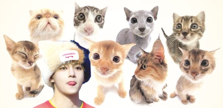 ihrtbunv's tweet photo. kittens https://t.co/Aew6PhsK79