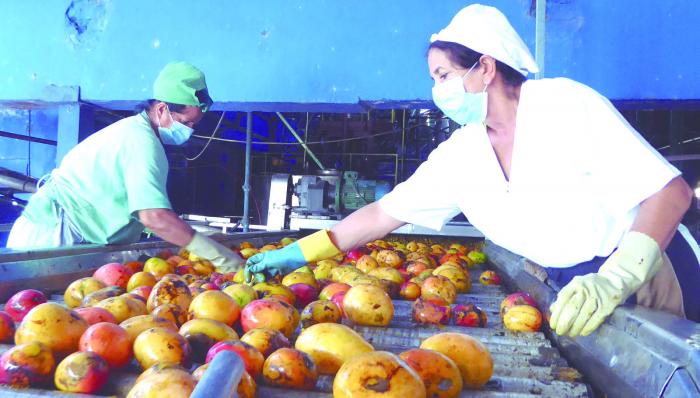 Granma_Digital's tweet photo. 🥭🍅ǀ El éxito de la Empresa de Conservas de Vegetales La Conchita ha estado en no resignarse y explorar cada vía posible para conseguir insumos que le permitan producir, y en la entrega de cientos de hombres y mujeres dispuestos a cambiar sus rutinas. 
🔗https://t.co/XIYH8WQs7i https://t.co/eyxKtqMQUM