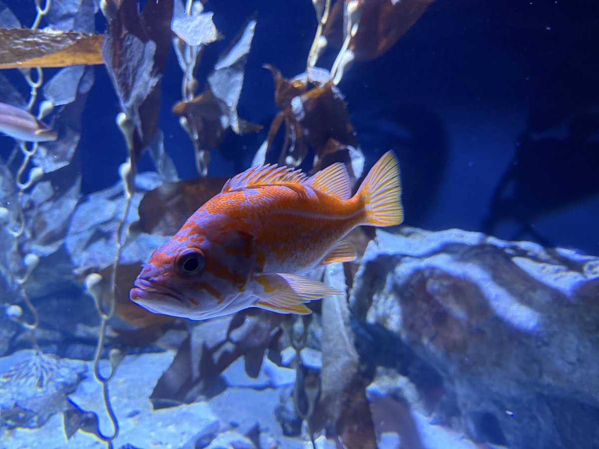 MaxRRudin's tweet photo. Mote Aquarium https://t.co/n22g8HhQuI