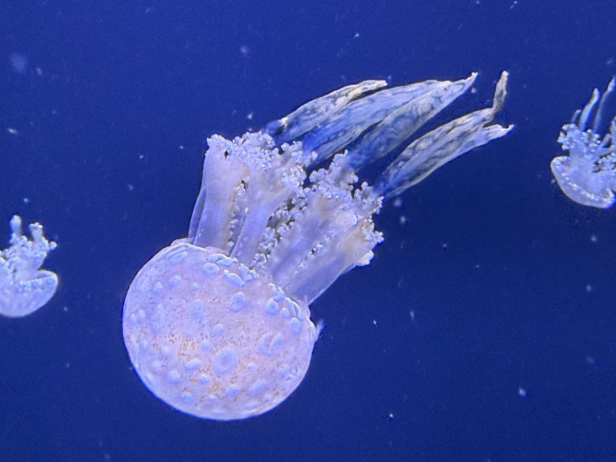 MaxRRudin's tweet photo. Mote Aquarium https://t.co/n22g8HhQuI