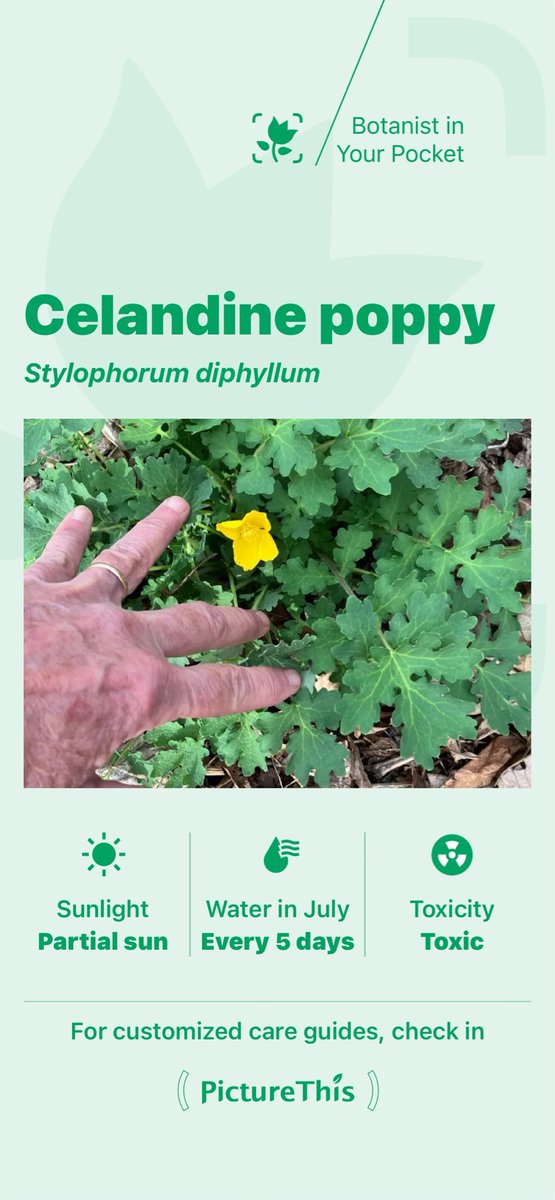 b91762's tweet photo. @HarmeetKDhillon Can I recommend Stylophorum diphyllum? Mid-Atlantic native. Great ephemeral that lasts. Wonderful foliage, yellow flowers, propagated by ants.  https://t.co/G0kXgGBtOx https://t.co/Ht5fZrIQy7
