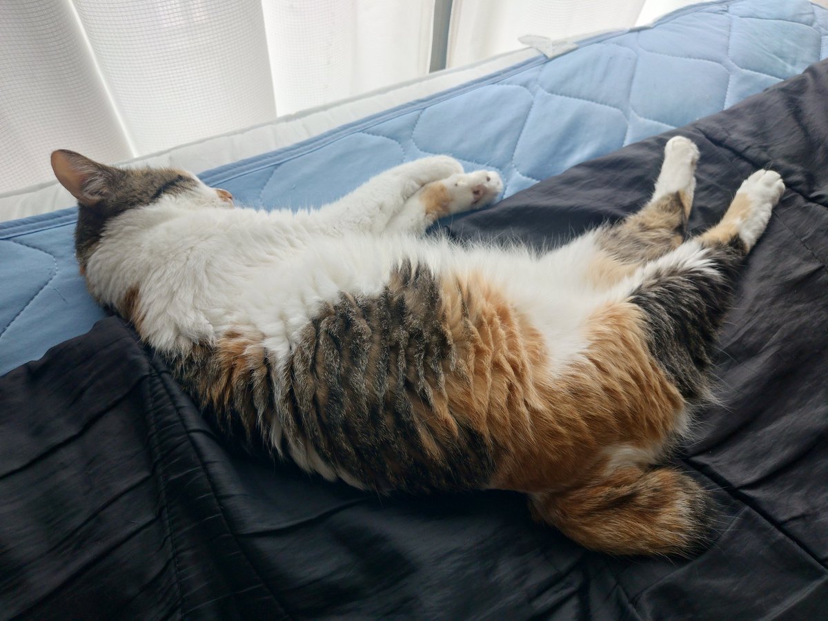 三毛猫様♡ありがとうございます♡ 三毛猫