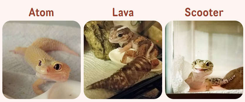Matchabrained's tweet photo. Yo, welcome to my page! I'm Sake, and this is my personal account so I don't spam my main art account @Sakeozo

I often post 3 of my gecko &amp; cat babies, retweet vibey pinterest shits, fangirling, foods, life stuffs, shitpost, can be anime, kawaii, game, etc or a little heckling! https://t.co/GTyGYzXwsD