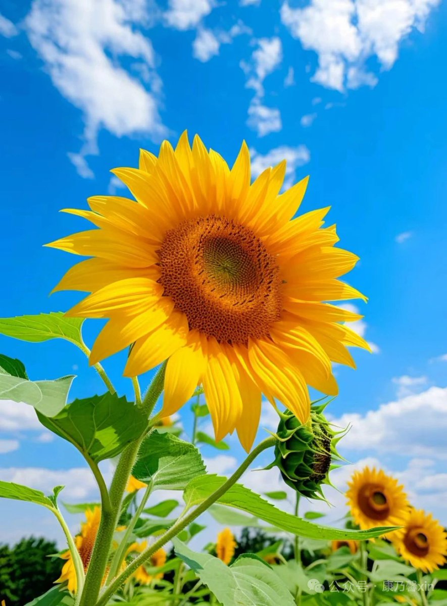 CarinaRoloff's tweet photo. [My tiny balcony now has sunflowers growing! This year, I swapped being a couch potato for planting—best small change ever. ] https://t.co/sVQmKhdHTg