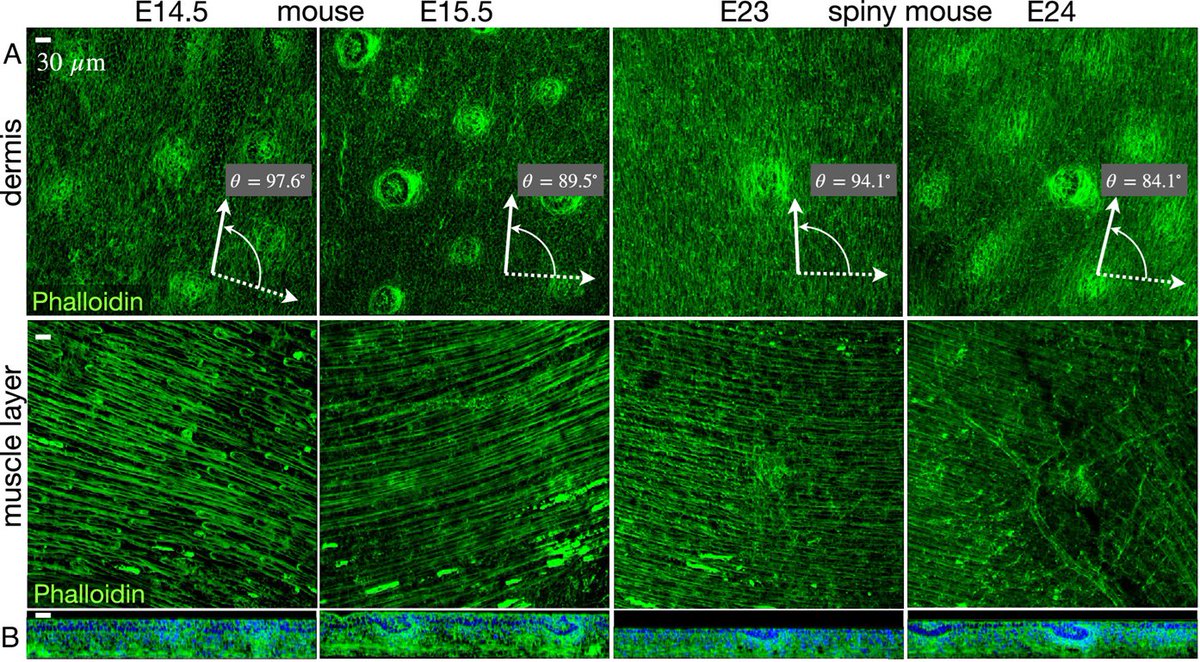 Dermal Cell News tweet media