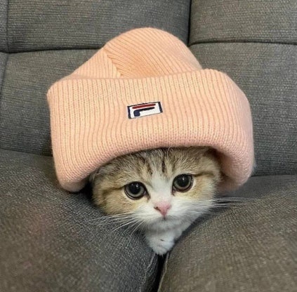 _suga_loveme's tweet photo. 모자에 잡아 먹혔다니까🐱 https://t.co/8omkfaZ3f9