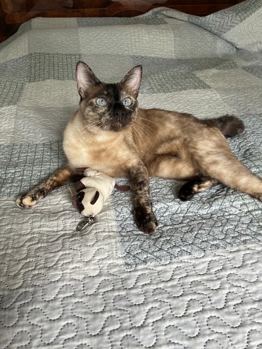 ynm_ae's tweet photo. mon chat luna me manque https://t.co/w6zX4t7ZBZ