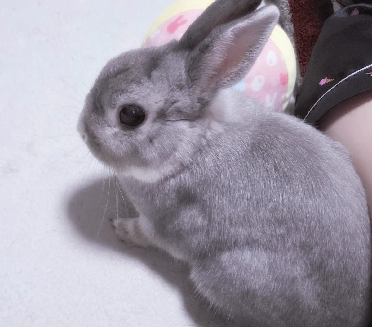 うさぎのぷくちゃん على X: 