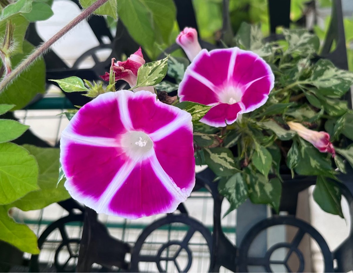 asagaosaki's tweet photo. 緋星
今日は2輪咲き
14日連続開花
こちらも植え替えないとですね https://t.co/M67Xg3I7vU