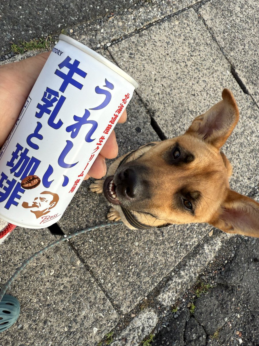 silspi's tweet photo. おはち！

#雑種犬 #chita_dog #知多犬 #野犬の子 #happyboy https://t.co/ehshaHXTK7