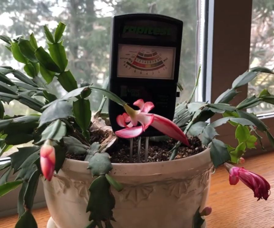 ConcordNHLib's tweet photo. How are your plants or garden doing this summer? Use the soil tester from our "Library of Things" to learn how to improve your growing environment! Measure fertility, light, soil moisture and pH, using the Luster Leaf 1880 Rapitest. Learn more at: https://t.co/wk7sFoCczi https://t.co/QkpozOi8xt