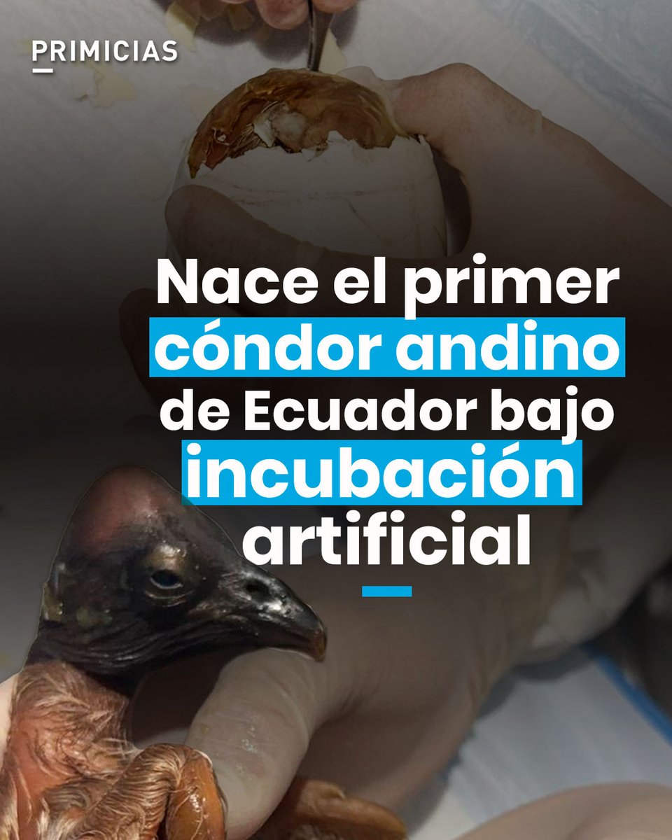 Primicias's tweet photo. #VIDEO | ¡Hito en Cuenca! Nace el primer cóndor andino de Ecuador bajo incubación artificial. https://t.co/85Ic8oxFBc https://t.co/0CWHqp4gYb