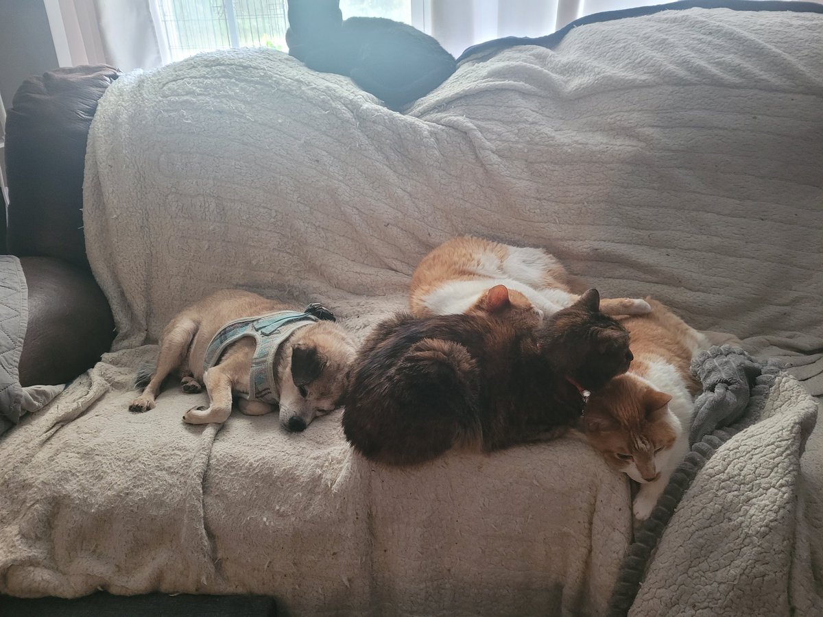 Diaho18's tweet photo. Lazy Day https://t.co/A3kuiQMZEQ