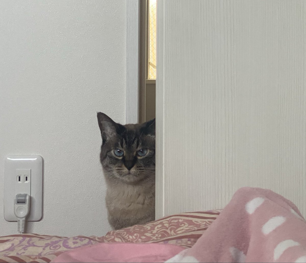 Cat1221's tweet photo. 静かにこちらの様子を伺っているシャムトラちゃん🐱 https://t.co/sG6FuToPfO