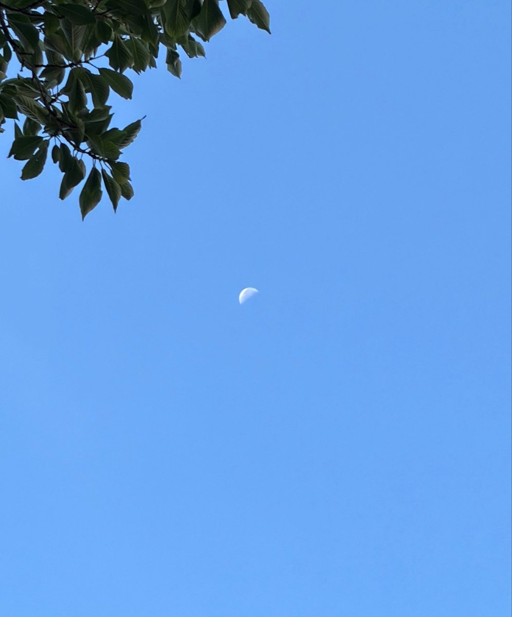 hirocat722's tweet photo. おはよう☀
気持ち良い晴れの空

太陽と月🌿

#太陽
#月
#イマソラ
#青空 https://t.co/jcc5hbzfXh