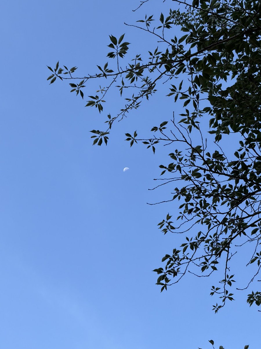 hirocat722's tweet photo. おはよう☀
気持ち良い晴れの空

太陽と月🌿

#太陽
#月
#イマソラ
#青空 https://t.co/jcc5hbzfXh