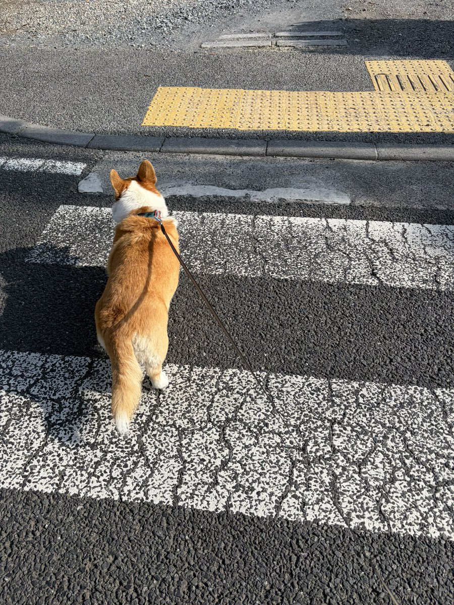 ma_mecco's tweet photo. おはようわん🍑今日はいつもいかない場所をお散歩わんね
ぬしよ、22度だけど日差しがきついわんからそろそろ起きてすぐのお散歩にしようわんよ https://t.co/YNT50vrie0