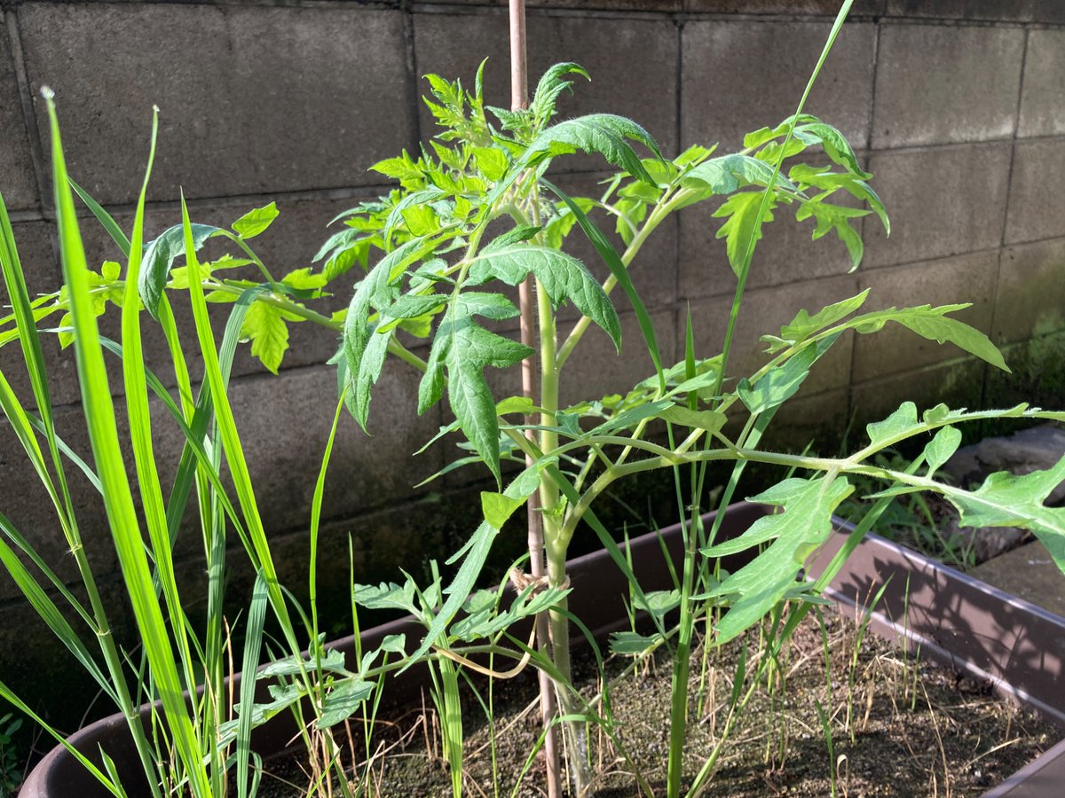 palocera's tweet photo. 樹ボケしていないたぶん健康なトマト苗です。このプランターでは元苗の脇芽を移植して陸稲と一緒に育てています。購入した「畑の土」の質が悪く、キノコが生えてきて、陸稲も大半が枯れました。菌類が有機物を分解してくれたので既に落ち着いてはいると思います。 https://t.co/349gWMqrPq