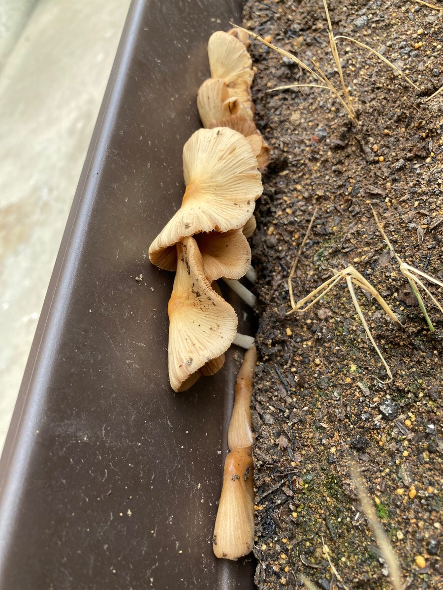 palocera's tweet photo. 樹ボケしていないたぶん健康なトマト苗です。このプランターでは元苗の脇芽を移植して陸稲と一緒に育てています。購入した「畑の土」の質が悪く、キノコが生えてきて、陸稲も大半が枯れました。菌類が有機物を分解してくれたので既に落ち着いてはいると思います。 https://t.co/349gWMqrPq