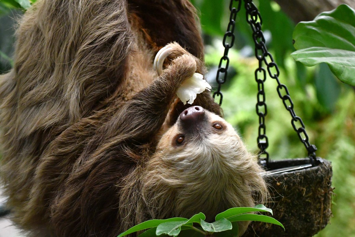 stlzoo's tweet photo. What’s better than an upside-down sloth? Nothing. That was a trick question.

Our resident Hoffman’s two-toed sloths “hang out” every day in the open-air Sloth Atrium! See them in action at the Primate House. https://t.co/nNeMM4eZQG