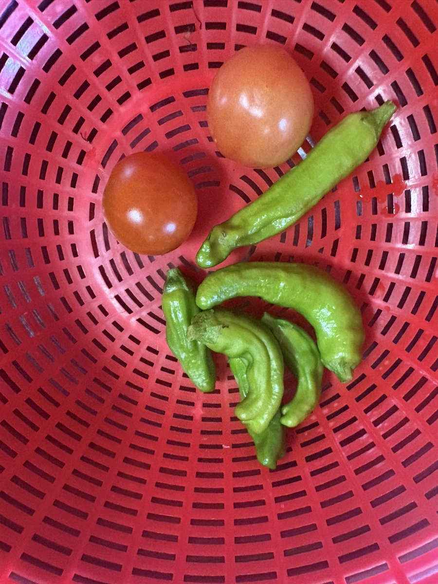 nnekakan's tweet photo. kenn家庭菜園
22℃雲☀️
少しだけ陽が差してます
ミニトマト🍅シシトウ収穫です
きゅうりの花が🌼沢山咲いてます
これからいっぱい採れそうです
ネコ🐱虎徹はテーブルの下くつろいでます
今日もいつも通り、ゆっくり過ごします https://t.co/B59Ozy9V8e