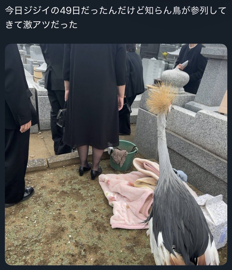medisarasu's tweet photo. 【神秘】
祖父の四十九日に、ド派手な参列者が現れました。
法要の最中に舞い降りた「知らん鳥」が、あまりに激アツ。
世界中が「じいちゃんの転生だ」と震えた伝説の１枚です。

■厳かな墓地に起きた異変
親族が集まり、静かに祖父の冥福を祈っていたその時。
そこには似つかわしくない、黄金の冠を持つ巨鳥の姿が。
鳥は逃げる様子もなく、まるで親族の一員のように佇んでいます。

■ド派手な参列者の正体
鳥の正体は、アフリカに生息する「ホオジロカンムリヅル」。
なぜ日本のお墓にいたのかは、今も謎に包まれています。
本来出会うはずのない存在が、この日この場所を選びました。

■死後の世界を感じる瞬間
「じいちゃん、派手になって帰ってきたな」
「天国で楽しくやってる報告だ」
ネット上では、悲しみを超えた温かい感動が広がりました。

■結論
科学では説明できない偶然が、遺された人の心を救う。
どれほど奇妙でも、それは最高のプレゼントだったはずです。

もし大切な人が姿を変えて会いに来たら、あなたなら気づけますか？

この奇跡を信じたくなった人は、そっと「保存」を。
