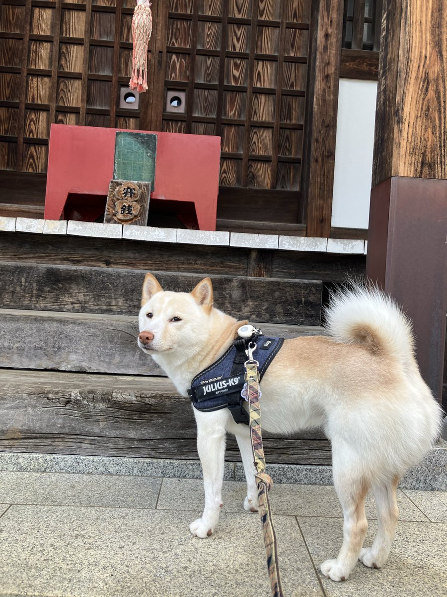 em_ybssas's tweet photo. ベイスターズこの調子でお願いだワン🐶🌟

おはワン🐶💙 https://t.co/xEl6UIwWIY
