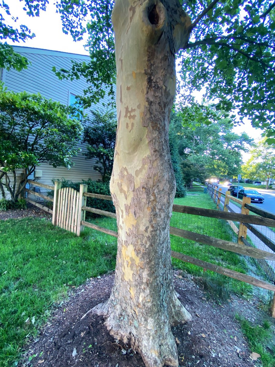 LiciousCoffee's tweet photo. The🌎is full of amazing contents, recognize it—create IT—find Art in Nature
😍 #TreeArt 🌿🌳🌿🥻
#TreeWhisperer 🤫
#Nature #NaturePhotography #Photography #PhotographyIsArt #Tree https://t.co/h2XL6vl8tc