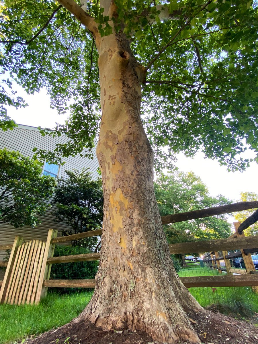 LiciousCoffee's tweet photo. The🌎is full of amazing contents, recognize it—create IT—find Art in Nature
😍 #TreeArt 🌿🌳🌿🥻
#TreeWhisperer 🤫
#Nature #NaturePhotography #Photography #PhotographyIsArt #Tree https://t.co/h2XL6vl8tc