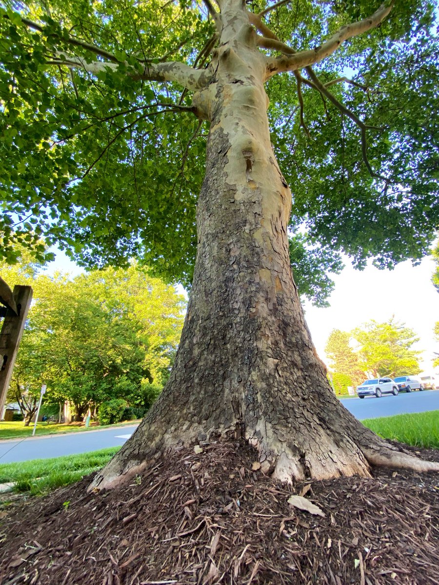 LiciousCoffee's tweet photo. The🌎is full of amazing contents, recognize it—create IT—find Art in Nature
😍 #TreeArt 🌿🌳🌿🥻
#TreeWhisperer 🤫
#Nature #NaturePhotography #Photography #PhotographyIsArt #Tree https://t.co/h2XL6vl8tc