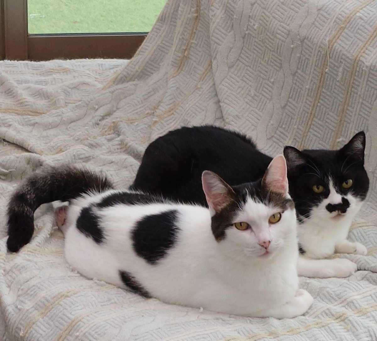 chica0726-cats&animals (@cats_chica0726) / Posts / X