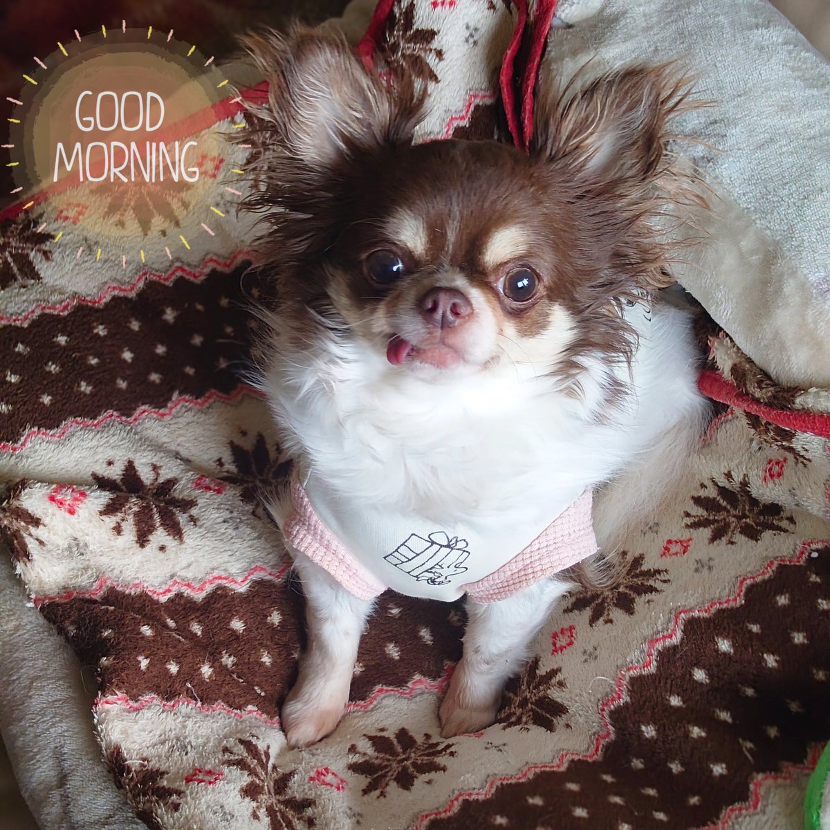marimomaman's tweet photo. おはようございます⛅️
今日は仕事定休日🙌こはるお姉ちゃん🐕が居なくなってしまってから急に寂しがり屋になってしまったつむぎ🐕…今日は1日ずっと側に居てあげられます🥹🍀

リクエスト🙏
odol🥸 × Ryu Matsuyama🥸
｢風の先｣

写真は今朝のつむぎ🐕です🤗

#カツモニ 
#Odorlyu #オドリュウ https://t.co/RX1PTv9fHo