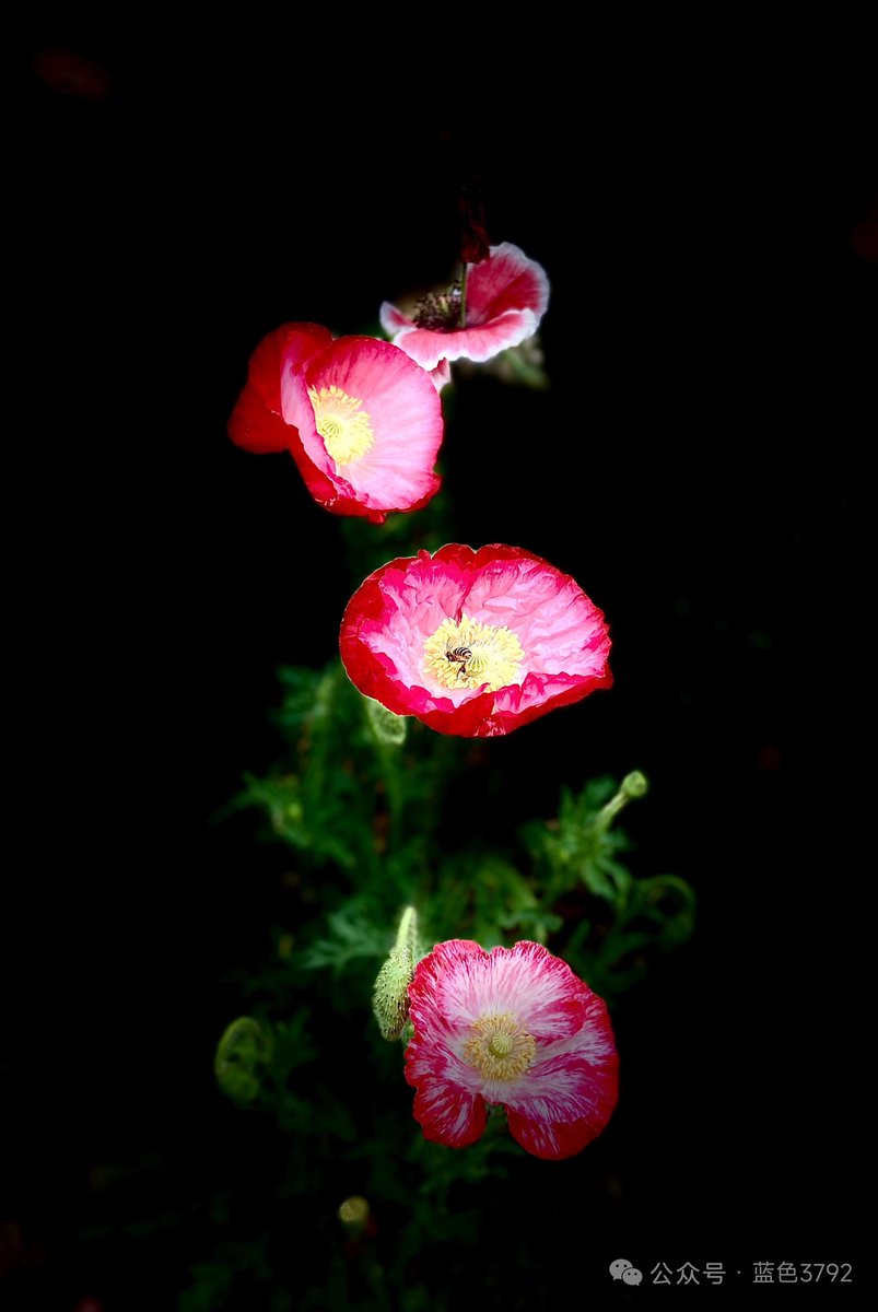 windgo13's tweet photo. Rooted in the tragic tale of Farewell My Concubine, poppies bloom from Consort Yu’s spilled‑out blood and sway like a mourning maiden. Frail as a fleeting sigh, their scarlet hue embodies unconfessed eternal love. #ProsperousChina #MagnificentJiangxi https://t.co/9uuBlkR08a