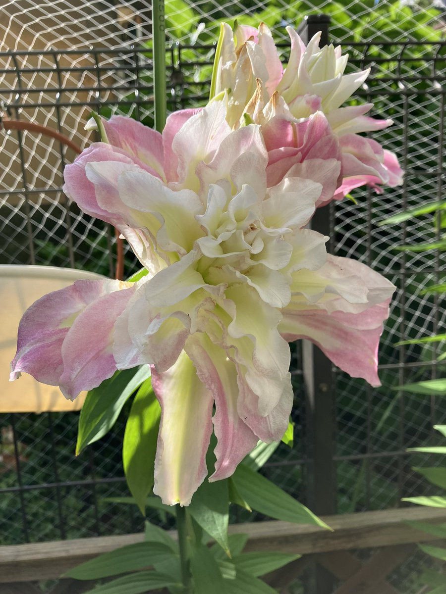 momi111handmade's tweet photo. 久々の晴れ☀️
我が家の八重咲の百合
なんか今年は形が悪い😅
今日は芋掘りでもするかなっ🤭♬♬♬ https://t.co/ETWWOyix3B