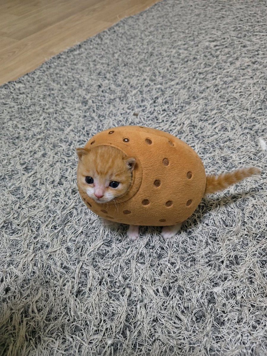 Azza 🥔 tweet media